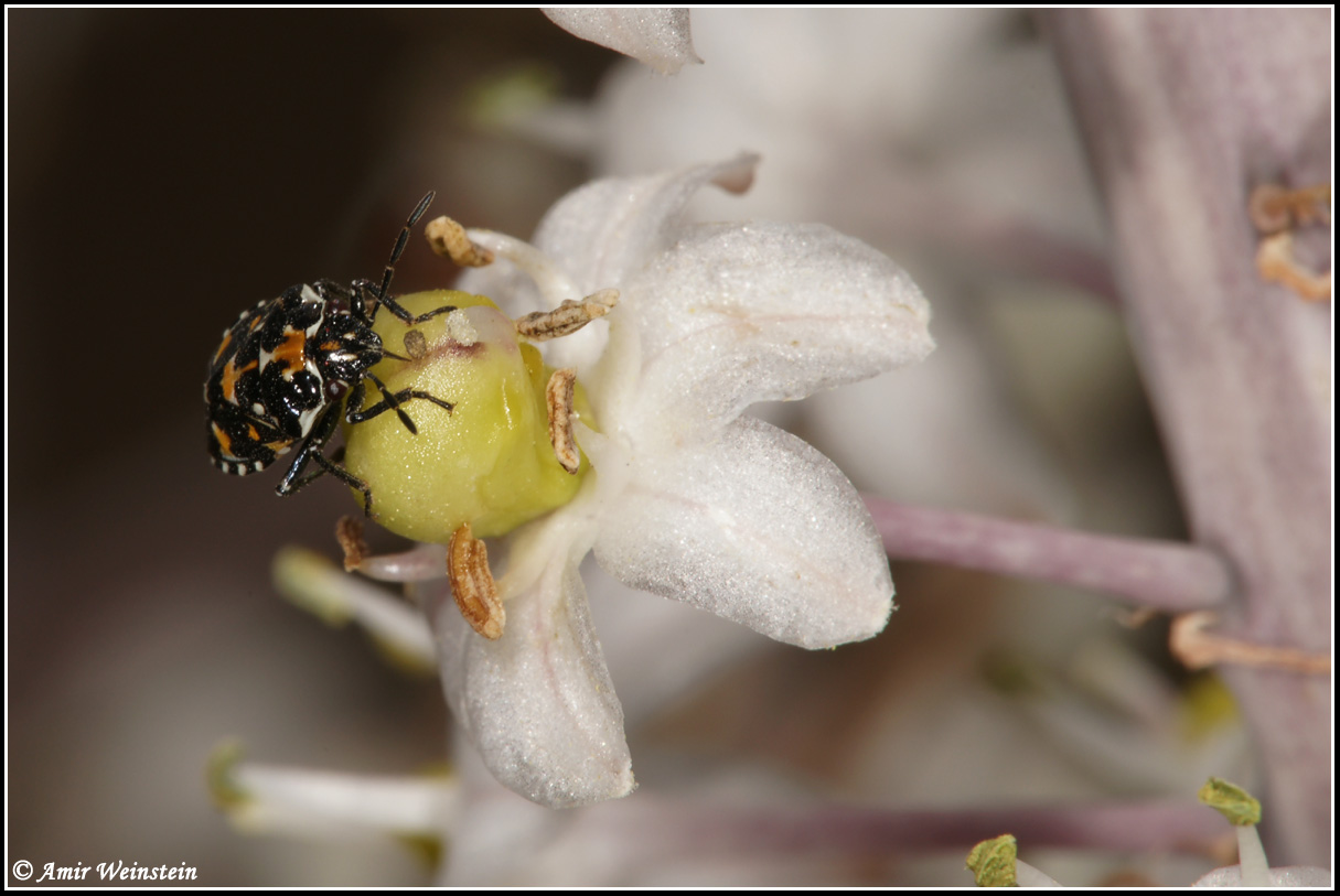 Heteroptera d''Israele